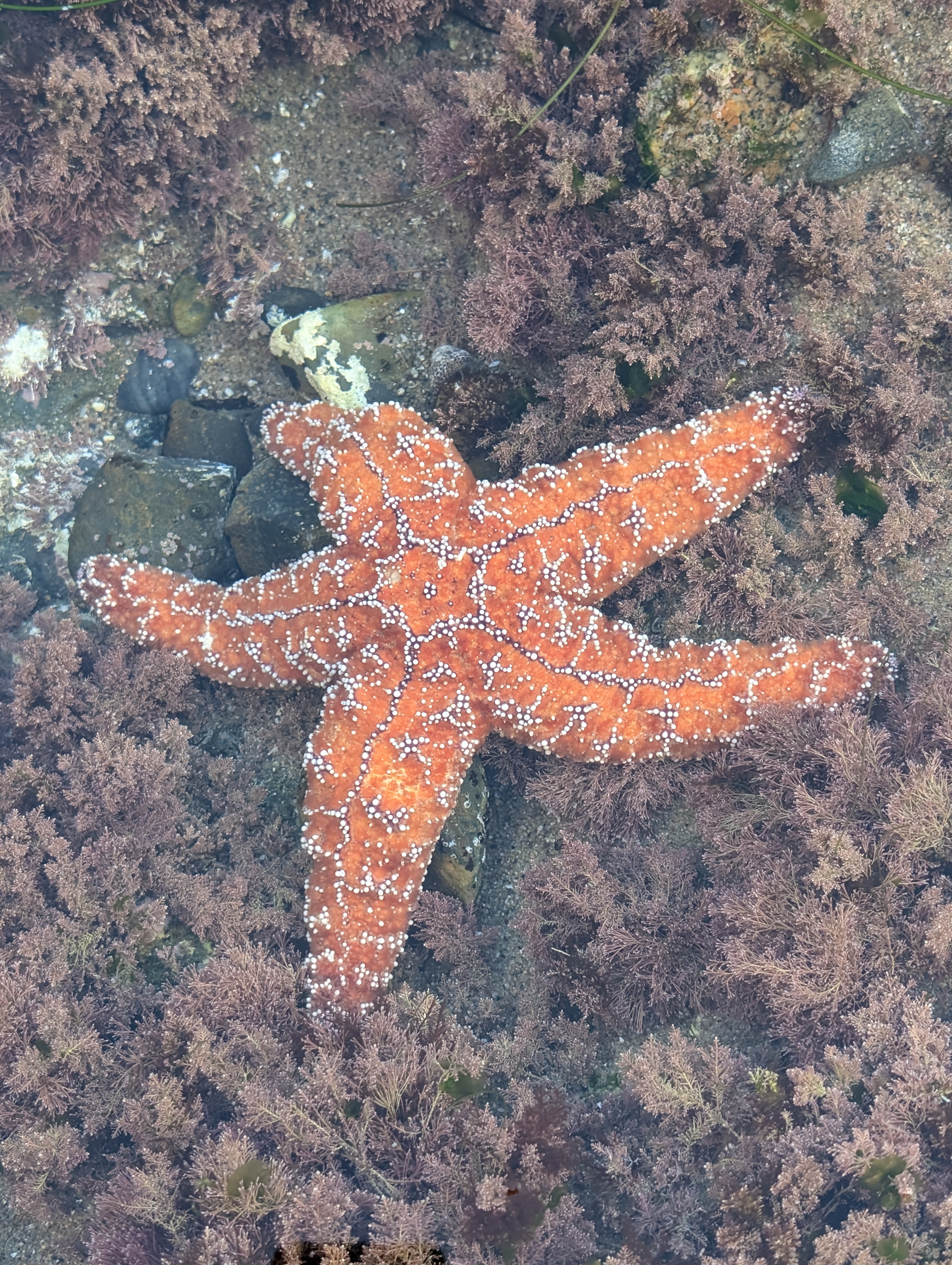 Tidepool